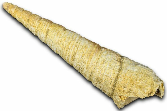 Miocene Fossil Sea Snail (Protoma) Shell - France #365555